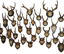 Hirschgeweihe, Geweihe, Hörner, Hirsch, Wildtier, Tier