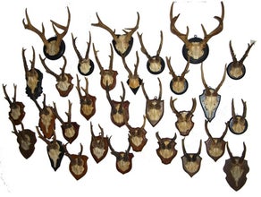 Hirschgeweihe, Geweihe, Hörner, Hirsch, Wildtier, Tier
