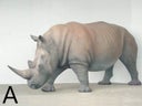 Nashorn Figur, Nashornbaby, Tier, Wildtier, Jungtier, Afrika, Savanne