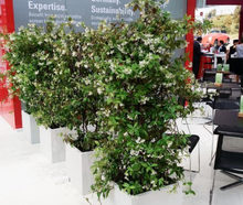 Jasminsäule 1,6 m