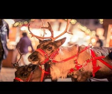 Weihnachtsmann mit echten Rentieren