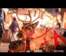 Weihnachtsmann mit echten Rentieren
