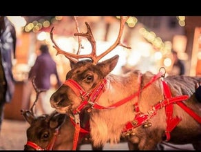 Weihnachtsmann mit echten Rentieren