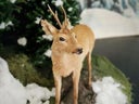 Reh - Tierpräparat für Wald Ausstattungen / Dekorationen