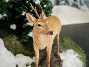 Reh - Tierpräparat für Wald Ausstattungen / Dekorationen