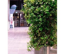 Jasminsäule 2M im Edelstahlring