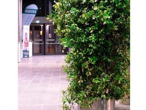 Jasminsäule 2M im Edelstahlring