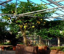 Zitronenbaum L mit Weidenmatte