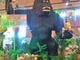 King Kong Figur, Affe, Hollywood, Film, Gozilla - Galerie - Bild 2