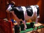 Wettmelken / lebensgroße Melkkuh inkl. 19% MwSt. - Galerie - Bild 2