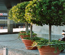 Lorbeerbaum stattlich im Terraoptiktopf