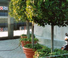 Lorbeerbaum stattlich im Terraoptiktopf