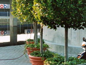 Lorbeerbaum stattlich im Terraoptiktopf