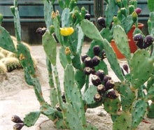 Opuntia mit Blüten und Kaktusfeigen
