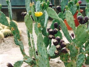 Opuntia mit Blüten und Kaktusfeigen