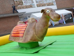 Kamelrodeo - Bullriding Variante inkl. 19% MwSt.