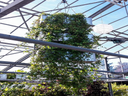 Hanging Garden Element