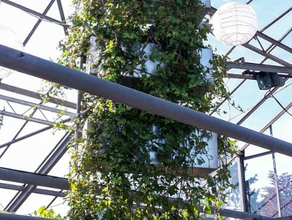 Hanging Garden Element