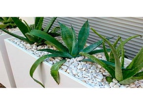 Aloe Vera in Deviderwall mit Kies