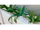 Aloe Vera in Deviderwall mit Kies