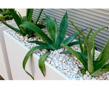 Aloe Vera in Deviderwall mit Kies