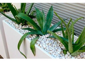 Aloe Vera in Deviderwall mit Kies