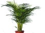 Kentiapalme Echtpflanze, auch auf Lager Phoenixpalme 160-180 cm, Phoenixpalme 250 cm, Dracena Indiv 100 cm; Zamioculcas 100 cm, Arecapalme 130 cm, Arecapalme 160-180 cm, Dieffenbachia 100 cm - Galerie - Bild 2