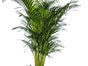 Kentiapalme Echtpflanze, auch auf Lager Phoenixpalme 160-180 cm, Phoenixpalme 250 cm, Dracena Indiv 100 cm; Zamioculcas 100 cm, Arecapalme 130 cm, Arecapalme 160-180 cm, Dieffenbachia 100 cm - Galerie - Bild 2