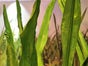 Riesen - Gras - für Riesenblumen - Galerie - Bild 2