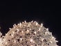 Leuchtende Kugeln - Riesenkugeln - Licht Kugeln - Licht Dekoration - Galerie - Bild 3
