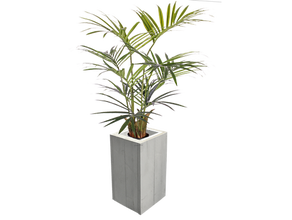 Kentiapalme 150 cm Kunstpflanze Palme Pflanze Dekopflanze, Palmen -  5699553266 mieten | Erento.com
