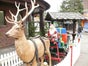 Hirsch , Waldtier, Weihnachtsdekoration, Weihnachten, Weihnachtsmarkt - Galerie - Bild 3