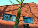 Astsäge mit Teleskopstange, bis 5 m Arbeitshöhe, Hand