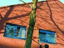 Kopiert - Astsäge mit Teleskopstange, bis 5 m Arbeitshöhe, Hand - Galerie - Bild 1