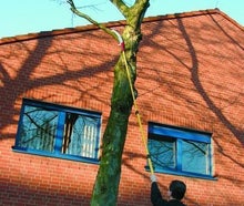 Astsäge mit Teleskopstange, bis 5 m Arbeitshöhe, Hand