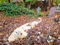 Halloween Mumie - Galerie - Bild 2