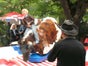 Bull Riding / Bullriding / Rodeo - Galerie - Bild 3