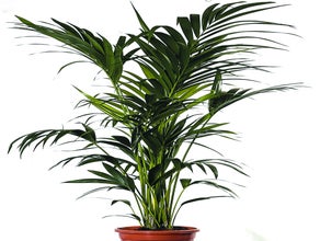 Kentiapalme Echtpflanze, auch auf Lager Olivenbaum Echtpflanze 180 cm,Buxus Pyramide 120 cm, Phoenixpalme 160-180 cm, Phoenixpalme 250 cm, Dracena Indiv 100 cm; Zamioculcas 100 cm, Arecapalme 130 cm, Arecapalme 160-180 cm, Dieffenbachia 100 cm