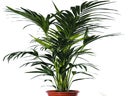 Kentiapalme Echtpflanze, auch auf Lager Olivenbaum Echtpflanze 180 cm,Buxus Pyramide 120 cm, Phoenixpalme 160-180 cm, Phoenixpalme 250 cm, Dracena Indiv 100 cm; Zamioculcas 100 cm, Arecapalme 130 cm, Arecapalme 160-180 cm, Dieffenbachia 100 cm