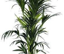 Kentiapalme Echtpflanze, auch auf Lager Olivenbaum Echtpflanze 180 cm,Buxus Pyramide 120 cm, Phoenixpalme 160-180 cm, Phoenixpalme 250 cm, Dracena Indiv 100 cm; Zamioculcas 100 cm, Arecapalme 130 cm, Arecapalme 160-180 cm, Dieffenbachia 100 cm