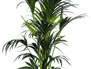 Kentiapalme Echtpflanze, auch auf Lager Olivenbaum Echtpflanze 180 cm,Buxus Pyramide 120 cm, Phoenixpalme 160-180 cm, Phoenixpalme 250 cm, Dracena Indiv 100 cm; Zamioculcas 100 cm, Arecapalme 130 cm, Arecapalme 160-180 cm, Dieffenbachia 100 cm