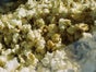 Popcornmaschine inkl. Zutaten für 300 Portionen - Galerie - Bild 2