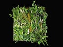 Pflanzenwand - Floral Wall Hanging