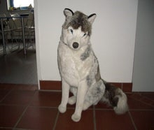 Husky Stofftiere, Huskys, Schlittenhunde, Schlitten, Tier, Hund