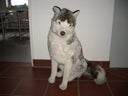 Husky Stofftiere, Huskys, Schlittenhunde, Schlitten, Tier, Hund