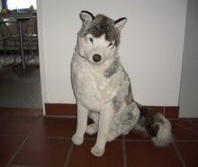 Husky Stofftiere, Huskys, Schlittenhunde, Schlitten, Tier, Hund