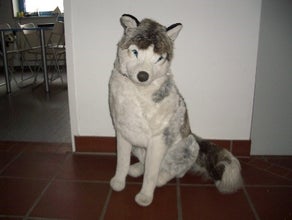 Husky Stofftiere, Huskys, Schlittenhunde, Schlitten, Tier, Hund