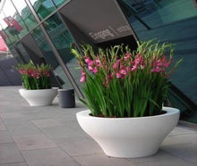 Gladiolen in Ming-Vase