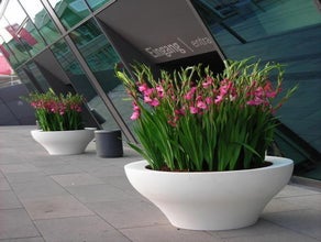 Gladiolen in Ming-Vase