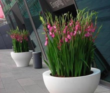 Gladiolen in Ming-Vase